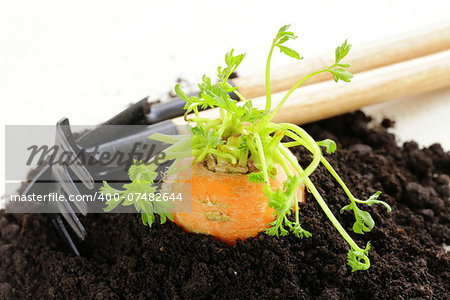 Organic carrots growing out of the ground - fresh, natural food