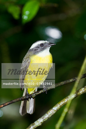 great kiskadee perched on a branch in the rainforest of Belize