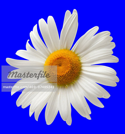 Chamomile isolated on blue background. Close-up view