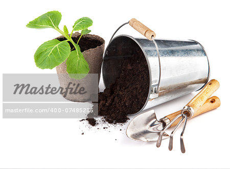 Seedlings cabbage with bucket soil and garden tools. Isolated on white background