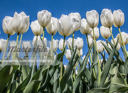 Group of white tulips against a blue sky at the tulip festival in noordoostpolder