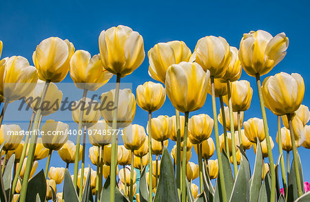 White and yellow tulips against a blue sky at the tulip festival in noordoostpolder