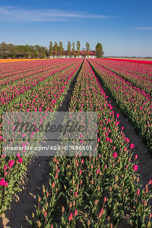 Field of  purple tulips and a farm in Holland