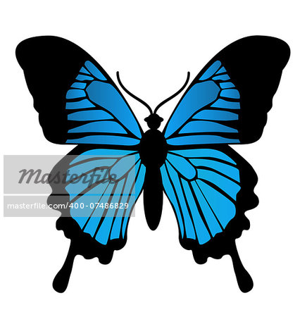 Butterfly. Vector illustration