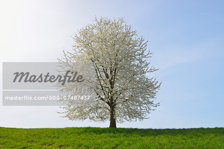 Blooming cherry tree in field, Odenwald, Hesse, Germany, Europe Blooming cherry tree in field, Odenwald, Hesse, Germany, Europe