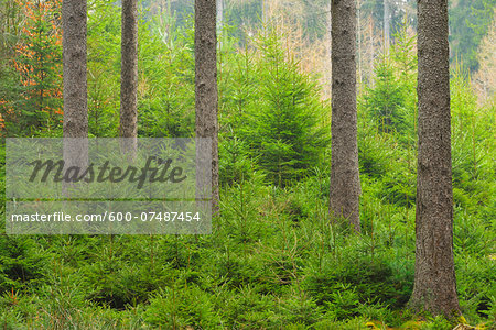 Spruce forest, natural regeneration, Spessart, Hesse, Germany, Europe