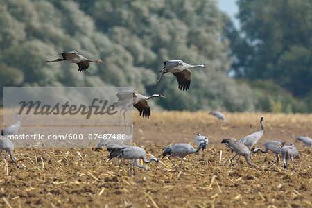 Common Cranes (Grus grus) in Field, Barth, Vorpommern-Rugen, Mecklenburg-Vorpommern, Germany