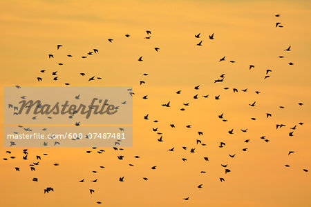 Common Starling (Sturnus vulgaris) Swarm in Flight at Sunset, Zingst, Barther Bodden, Darss, Fischland-Darss-Zingst, Mecklenburg-Vorpommern, Germany