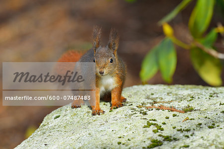 European Red Squirrel (Sciurus vulgaris), Baden-Wurttemberg, Germany