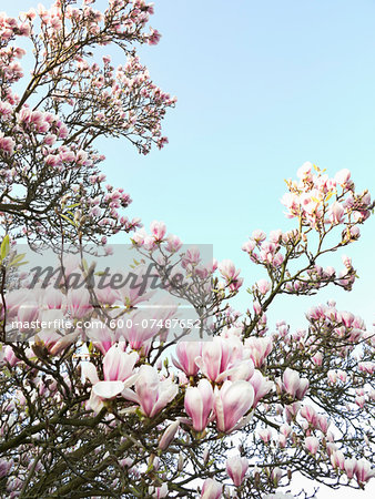 Magnolia Blossoms, North Rhine-Westphalia, Germany