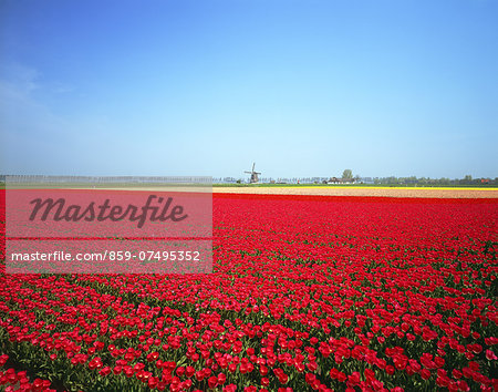 Flower field