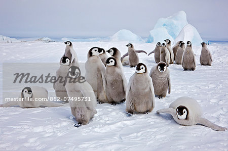 Western Antartica, Antarctic Peninsula, Snow Hill Island, Weddell Sea. Emperor Penguin chicks of four to five months old gather in a creche.