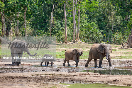 Central African Republic, Dzanga-Ndoki, Dzanga-Bai.  Forest elephants arriving at Dzanga-Bai.