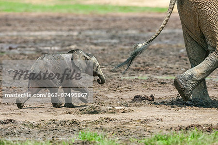 Central African Republic, Dzanga-Ndoki, Dzanga-Bai.  A one-month-old baby Forest elephant follows its mother at Dzanga-Bai.