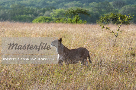 Kenya, Kajiado County, Maasai Wilderness Conservancy. A lioness sniffing the early morning air.