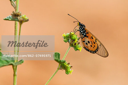 Kenya, Tsavo West National Park, Ngulia. An orange butterfly feeding on yellow flowers.