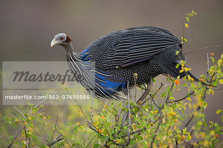 Kenya, Samburu National Reserve, Samburu County. An elegant Vulturine Guineafowl feeds on small berries on top of a bush.