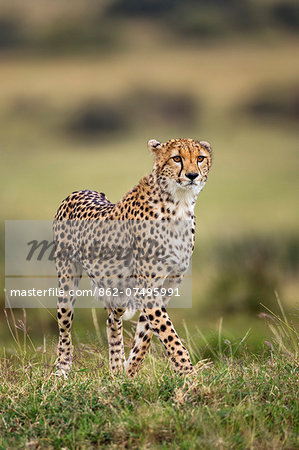 Kenya, Masai Mara, Narok County. A cheetah looks intently in search of its prey on the plains of Masai Mara National Reserve.