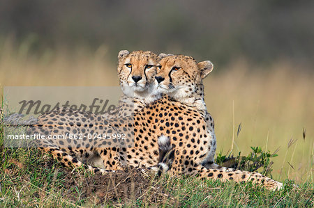 Kenya, Masai Mara, Narok County. Two almost full-grown cheetah cubs enjoy the late afternoon sun on the plains of Masai Mara National Reserve.