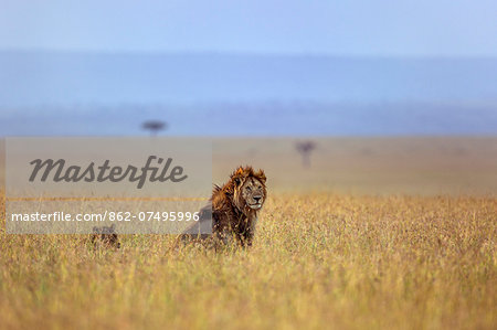 Kenya, Masai Mara, Narok County. A lion and lioness on the plains of Masai Mara National Reserve.