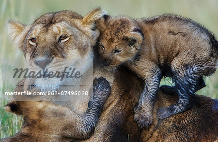 Kenya, Masai Mara, Musiara Marsh, Narok County. A lioness playing with two of her three 10 week old cubs early in the morning.