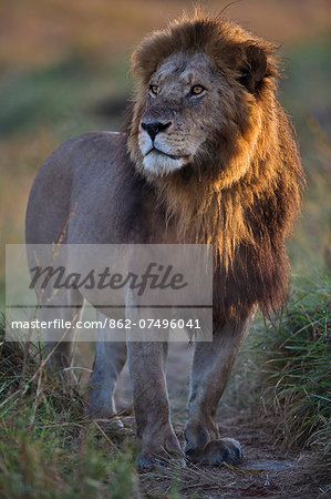 Kenya, Masai Mara, Bila Shaka Lugga, Narok County. Male lion alert to the movement of female members of his pride at dawn.