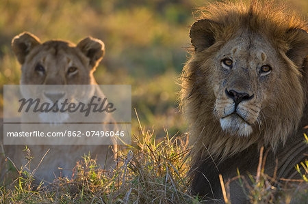 Kenya, Masai Mara, Musiara Marsh, Narok County. A male lion alert as he guards a lioness from his pride at dawn. The female was in estrus and the courting couple had been mating.