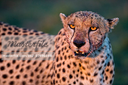 Kenya, Masai Mara, Narok County. A male cheetah feeding on a wildebeest kill. He was one of a coalition of three males.