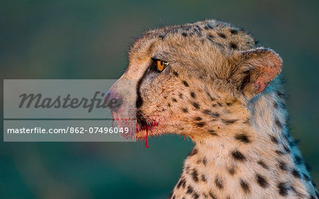 Kenya, Masai Mara, Narok County. One of a coaltion of 3 territorial cheetah brothers feeding on a wildebeest kill and alert to the possibility of danger from hyenas or lions intent on stealing their kill. The males were recovering from mange.