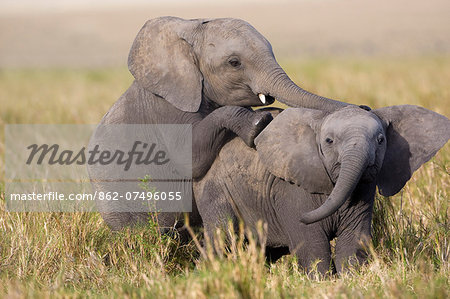 Kenya, Masai Mara, Musiara Marsh, Narok County. Elephant calves playing. Their permanent tusks emerge in their third year. Kenya, Masai Mara, Musiara Marsh, Narok County. Elephant calves playing. Their permanent tusks emerge in their third year.