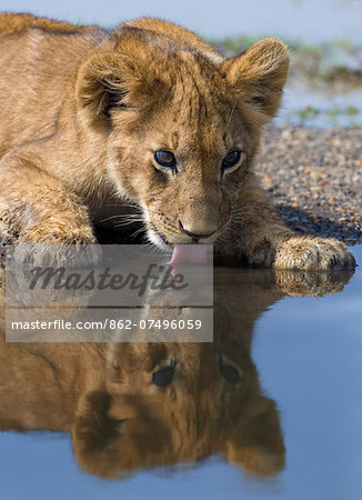 Kenya, Masai Mara, Narok County. 5 month old lion cub drinking.