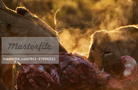 Kenya, Masai Mara, Musiara Marsh, Narok County. Liones and cub feeding on a kill at dawn. Kenya, Masai Mara, Musiara Marsh, Narok County. Liones and cub feeding on a kill at dawn.