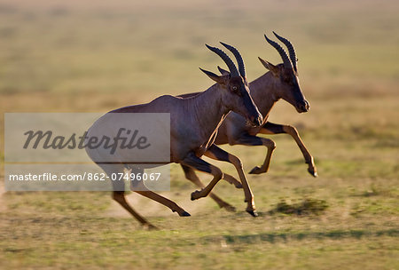 Kenya, Masai Mara, Narok County. Male Topi antelopes chasing each other during the breeding season.