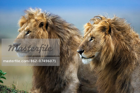 Kenya, Masai Mara, Narok County. Two male lions in the heart of their territory on Paradise Plain, on the alert for rivals.