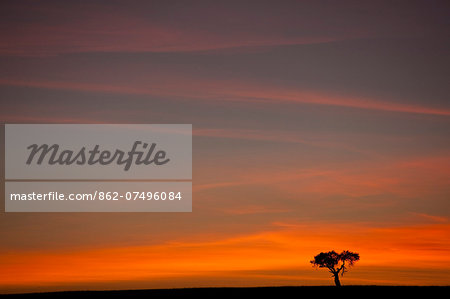 Kenya, Masai Mara, Narok County. Sunrise and Boscia tree. Kenya, Masai Mara, Narok County. Sunrise and Boscia tree.