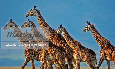 Kenya, Masai Mara, Narok County. Herd of Masai Giraffe making their way across the Mara plains. The males in the herd were interested in the breeding status of the females.