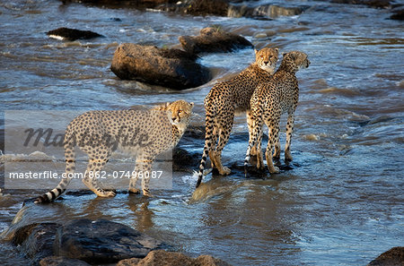 Kenya, Masai Mara, Narok County. Female cheetah and cubs crossing the Mara River in the dry season when the rive is at its lowest.