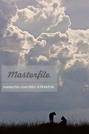 Kenya, Masai Mara, Narok County. Two lionesses starkly silhouetted against a brooding sky in the late evening during the rainy season. Kenya, Masai Mara, Narok County. Two lionesses starkly silhouetted against a brooding sky in the late evening during the rainy season.