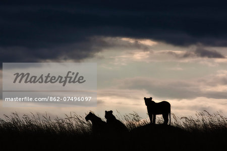 Kenya, Masai Mara, Narok County. Three lionesses starkly silhouetted against a brooding sky in the late evening during the rainy season.