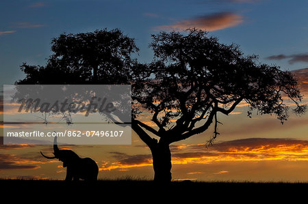 Kenya, Masai Mara, Narok County. Bull elephant feeding on ripe figs at dawn.