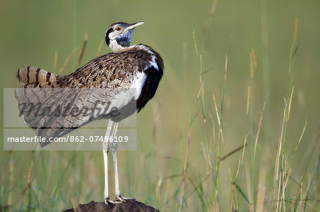 Kenya, Masai Mara, Narok County. A male Black-Bellied Bustard displaying on a termite mound early in the morning. Kenya, Masai Mara, Narok County. A male Black-Bellied Bustard displaying on a termite mound early in the morning.