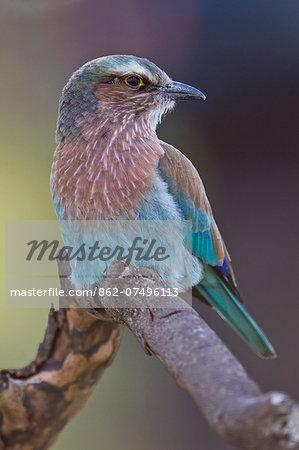 Kenya, Masai Mara, Narok County. Lillac Breasted Roller. This is a juvenile as the long central tail feathers are absent and it is less colourful than the adult plumage. Kenya, Masai Mara, Narok County. Lillac Breasted Roller. This is a juvenile as the long central tail feathers are absent and it is less colourful than the adult plumage.