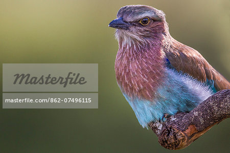 Kenya, Masai Mara, Narok County. An Immature Lillac-Breasted Roller perched among the grasslands hunting for inscet prey. Immature birds are duller in colour and do not have the long central tail feathers. Kenya, Masai Mara, Narok County. An Immature Lillac-Breasted Roller perched among the grasslands hunting for inscet prey. Immature birds are duller in colour and do not have the long central tail feathers.