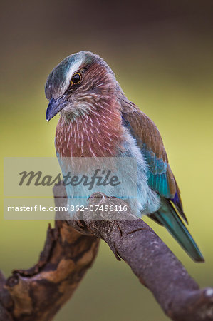 Kenya, Masai Mara, Narok County. An Immature Lillac-Breasted Roller perched among the grasslands hunting for inscet prey. Immature birds are duller in colour and do not have the long central tail feathers.