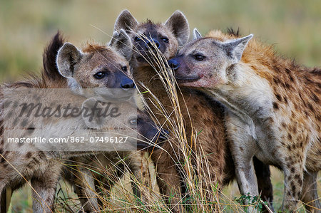 Kenya, Masai Mara, Narok County. Spotted Hyenas eagerly examining scent depositied on long grass stems by other members of their clan or by rival clan members at a common territorial boundary.