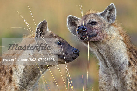 Kenya, Masai Mara, Narok County. Spotted Hyenas investigating scent left by other hyenas on long grass stems. Kenya, Masai Mara, Narok County. Spotted Hyenas investigating scent left by other hyenas on long grass stems.
