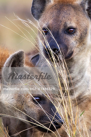 Kenya, Masai Mara, Narok County. Spotted hyenas investigating scent from anal glands left by other hyenas on dry grass stems.