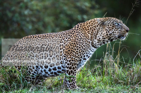 Kenya, Masai Mara, Talek River, Narok County. A large adult male leopard who had just fed on an adult wildebeest. He is scraping his back legs and peeing while watching his subadult son perched in a tree. Kenya, Masai Mara, Talek River, Narok County. A large adult male leopard who had just fed on an adult wildebeest. He is scraping his back legs and peeing while watching his subadult son perched in a tree.