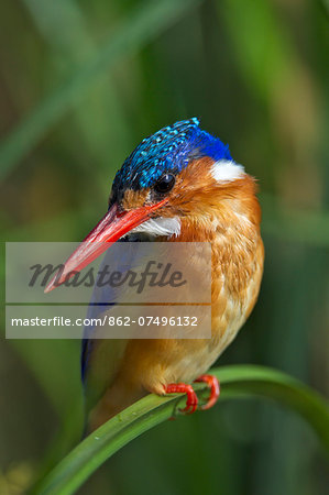 Kenya, Masai Mara, Musiara Marsh, Narok County. Malachite Kingfisher perched on a sedge stem watching for prey such as small fish and frogs in the marsh.