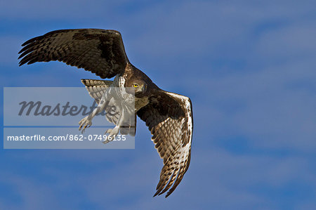 Kenya, Masai Mara, Narok County. A Martial Eagle hunting. Africa's largest eagle hunts prey such as Thomson Gazelle fawns, Dik-Dik, Guinea Fowl and Banded Mongooses. Kenya, Masai Mara, Narok County. A Martial Eagle hunting. Africa's largest eagle hunts prey such as Thomson Gazelle fawns, Dik-Dik, Guinea Fowl and Banded Mongooses.